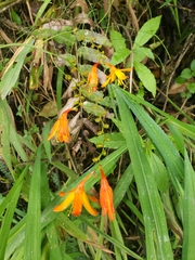 Crocosmia × crocosmiiflora