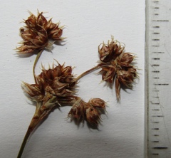 Luzula multiflora