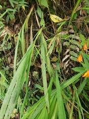 Crocosmia × crocosmiiflora