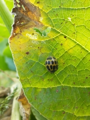 Epilachna paenulata