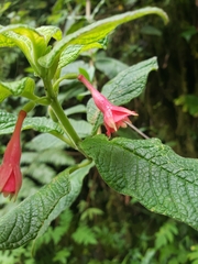 Fuchsia