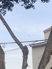 Parabuteo unicinctus