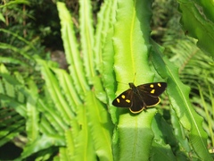 Argopteron aureipennis