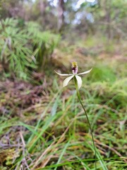 Caladenia atradenia