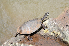 Phrynops williamsi