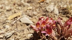 Aphyllon corymbosum