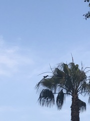 Parabuteo unicinctus