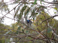 Malurus cyaneus