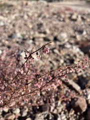 Eriogonum deflexum