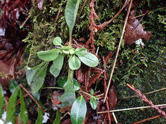 Montia parvifolia