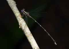 Episynlestes cristatus