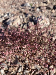 Eriogonum deflexum