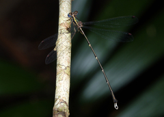 Episynlestes cristatus