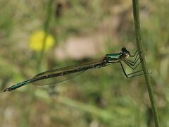Austrolestes cingulatus