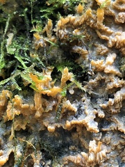 Phlebia radiata