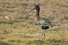 Plegadis chihi