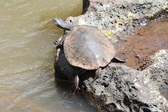 Phrynops williamsi