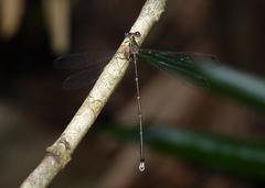 Episynlestes cristatus