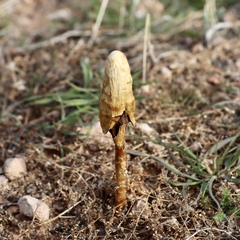 Podaxis pistillaris