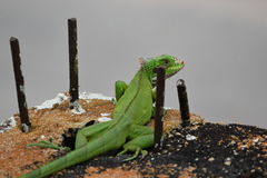 Iguana iguana