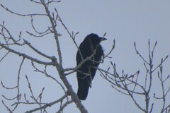 Corvus brachyrhynchos