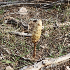 Podaxis pistillaris