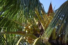 Cocos nucifera