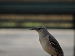 Mimus polyglottos