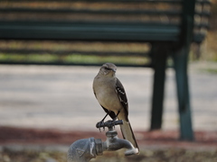 Mimus polyglottos