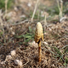 Podaxis pistillaris