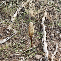 Podaxis pistillaris