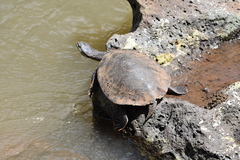 Phrynops williamsi