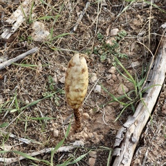 Podaxis pistillaris