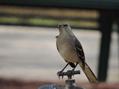 Mimus polyglottos