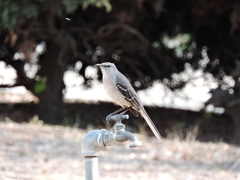Mimus polyglottos