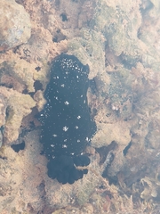 Nudibranchia
