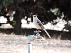 Mimus polyglottos