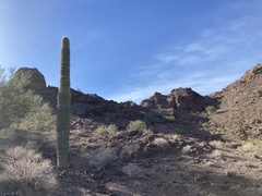 Carnegiea gigantea