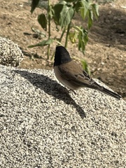 Junco hyemalis
