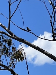 Eurystomus orientalis