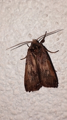 Cerastis faceta