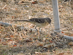Mimus polyglottos