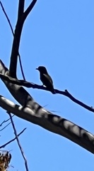 Eurystomus orientalis