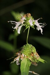 Monarda serotina