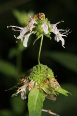 Monarda serotina