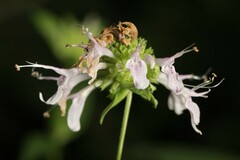 Monarda serotina