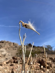 Asclepias albicans