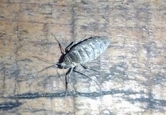 Alsophila pometaria