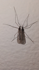 Culiseta longiareolata
