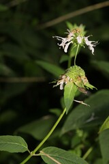Monarda serotina